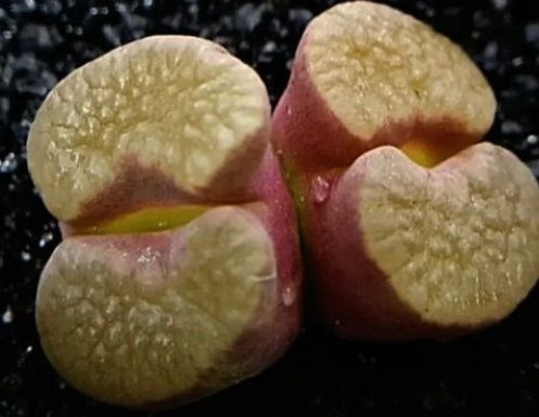 Conophytum caroli 20 Samen