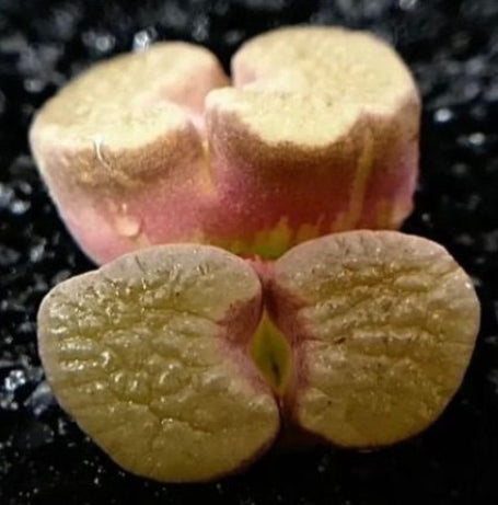 Conophytum caroli 20 Samen
