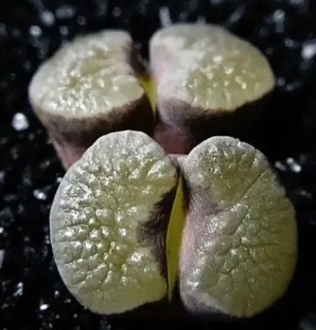 Conophytum caroli 20 Samen
