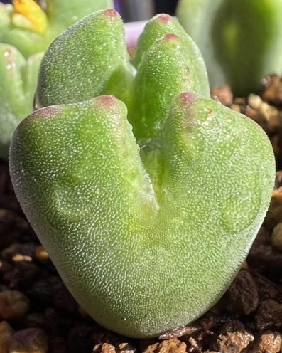 Conophytum bilobum ssp. claviferens 20 Samen