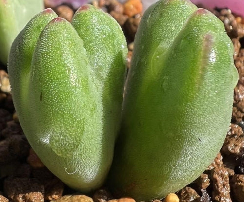 Conophytum bilobum ssp. claviferens 20 Samen