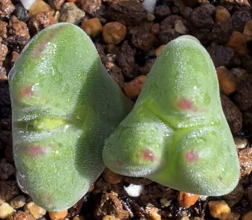 Conophytum bilobum ssp. claviferens 20 Samen