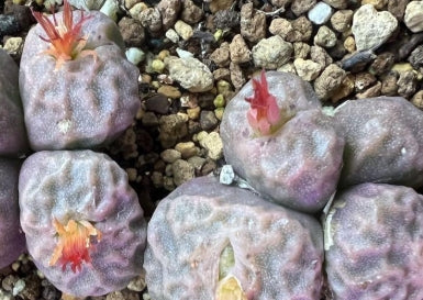 Conophytum angelicae ssp. tétragonum 20 graines