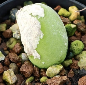 Muiria hortenseae 20 Seeds