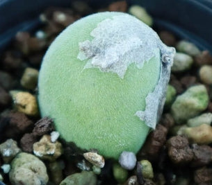 Muiria hortenseae 20 Seeds
