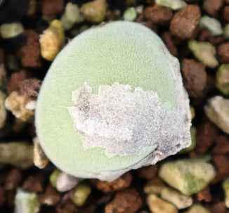 Muiria hortenseae 20 Seeds
