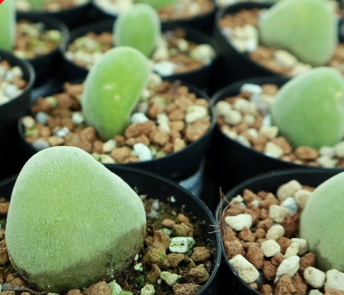 Muiria hortenseae 20 Seeds