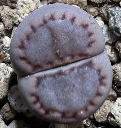 Lithops Purple Roxy 20 Samen