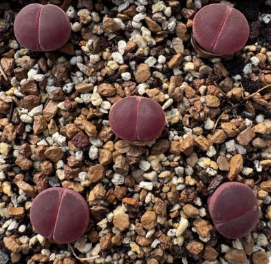 Lithops Purple Daisy 20 graines