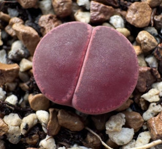 Lithops Purple Daisy 20 graines