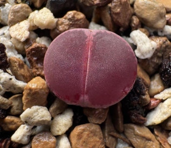 Lithops Purple Daisy 20 graines