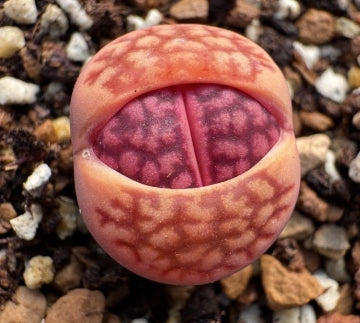 Lithops Purple Fuku 20 Seeds