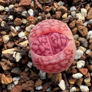 Lithops Purple Fuku 20 Seeds