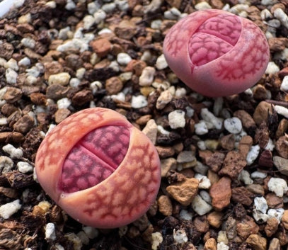 Lithops Purple Fuku 20 Seeds