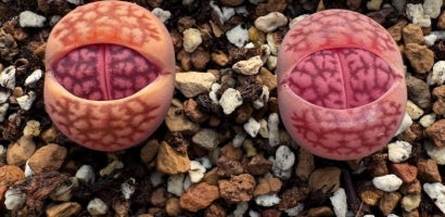 Lithops Purple Fuku 20 Seeds