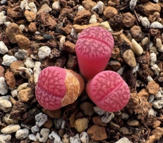 Lithops Purple Colorette 20 graines