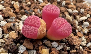 Lithops Purple Colorette 20 graines