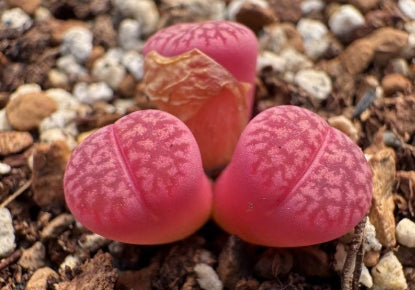 Lithops Purple Colorette 20 graines