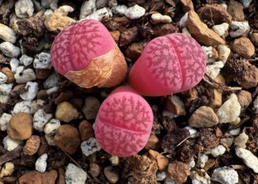 Lithops Purple Colorette 20 graines