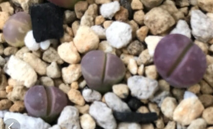 Lithops Red Ollie Ball, 20 Samen
