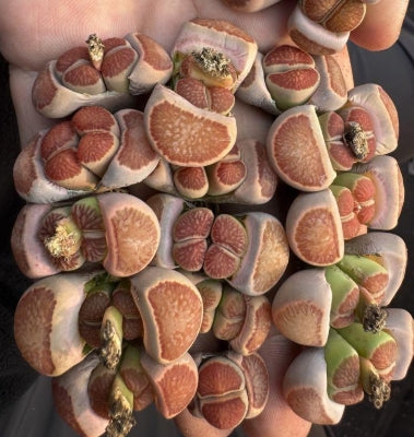 Lithops Red Window Rubra 20 graines
