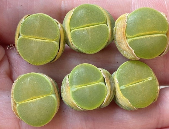 Lithops lesliei South Lake 20 graines