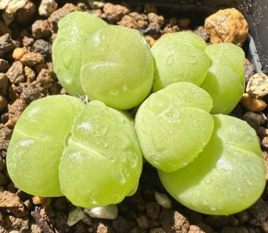 Gibbaeum pilosulum 20 Samen