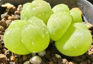 Gibbaeum pilosulum 20 Samen