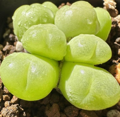 Gibbaeum pilosulum 20 Samen