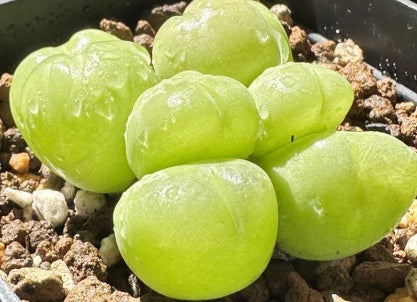 Gibbaeum pilosulum 20 Samen
