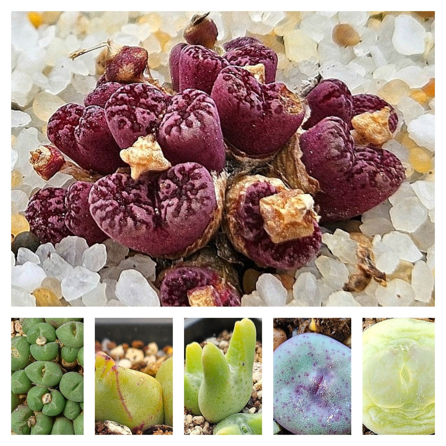 Conophytum seeds