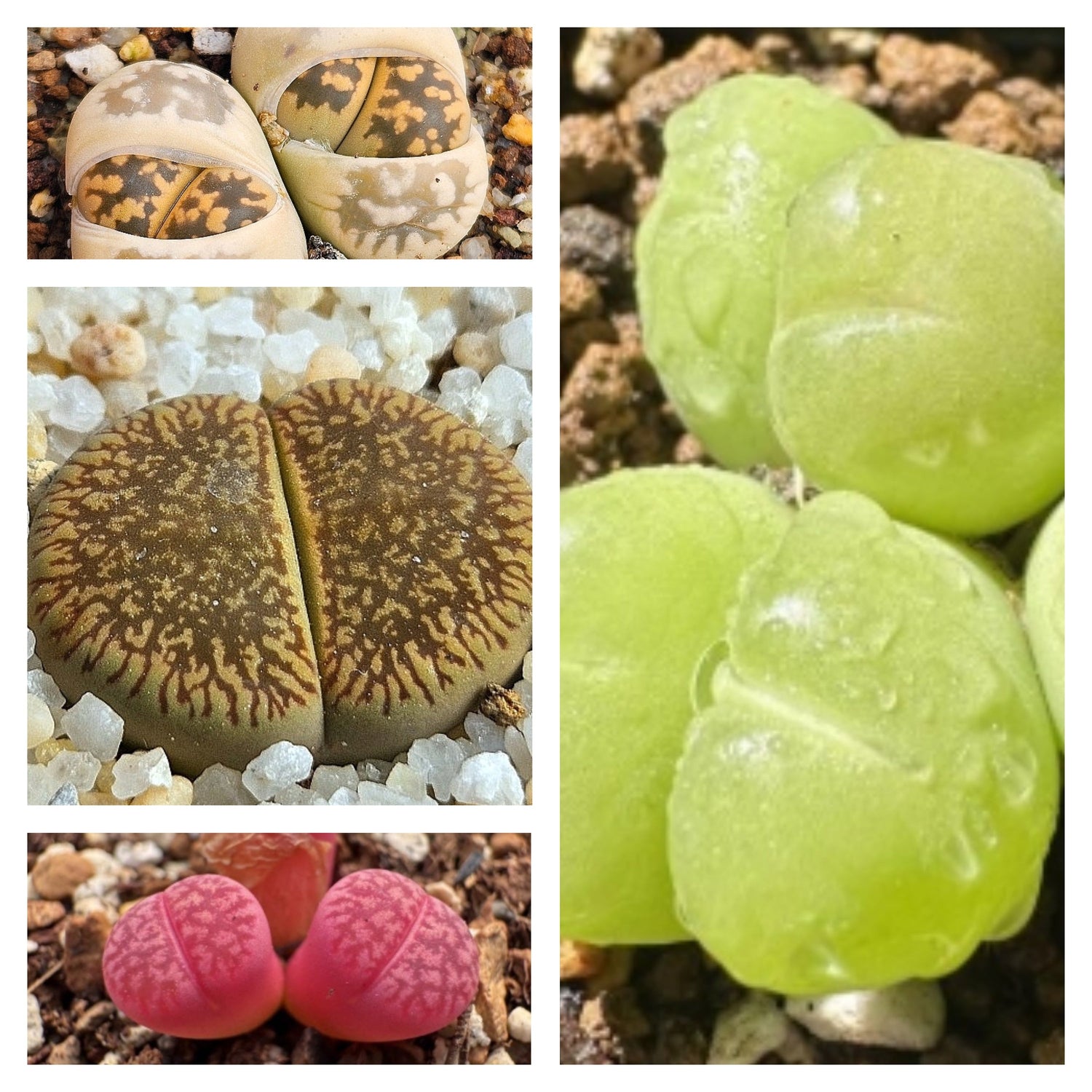Lithops seeds