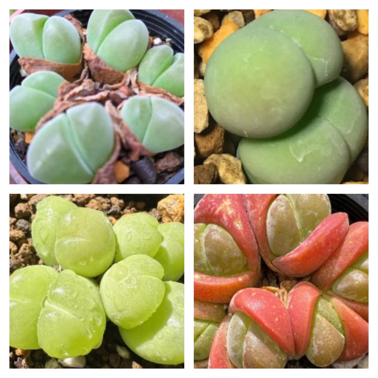 Gibbaeum seeds