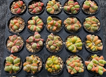 Gibaeum comptonii mix 20 Seeds