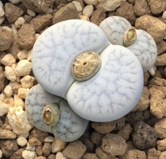 Lithops pseudotruncatella ssp. volkii 20 Seeds