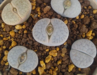Lithops pseudotruncatella ssp. volkii 20 Seeds