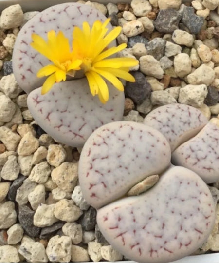 Lithops pseudotruncatella ssp. pseudotruncatella 20 Seeds