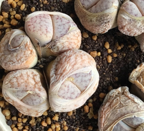 Lithops pseudotruncatella ssp. pseudotruncatella 20 Seeds