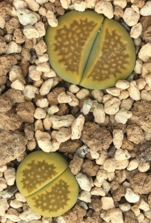 Lithops hallii v.ochracea Green Soapstone 20 Seeds