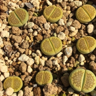 Lithops hallii v.ochracea Green Soapstone 20 Seeds