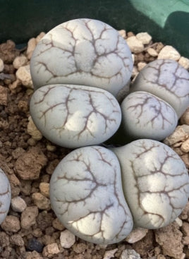 Lithops werneri 20 Seeds