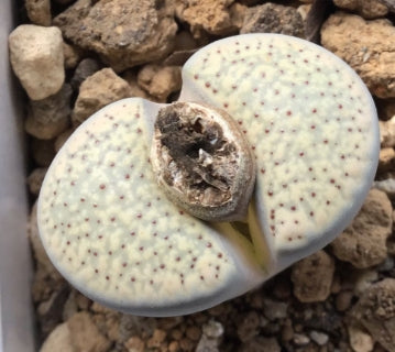 Lithops verruculosa v. glabra 20 graines