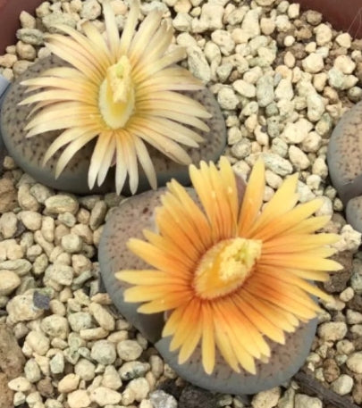 Lithops verruculosa v. glabra 20 graines