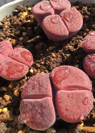 Lithops rubro rozeus 20 Seeds
