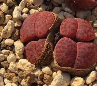 Lithops rubro rozeus 20 Seeds