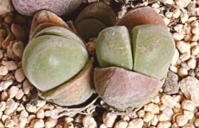 Mesembryanthemum gibbaeum Unibi-dama 20 Seeds
