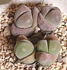 Mesembryanthemum gibbaeum Unibi-dama 20 Seeds
