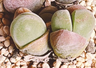Mesembryanthemum gibbaeum Unibi-dama 20 Seeds
