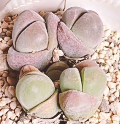 Mesembryanthemum gibbaeum Unibi-dama 20 Seeds