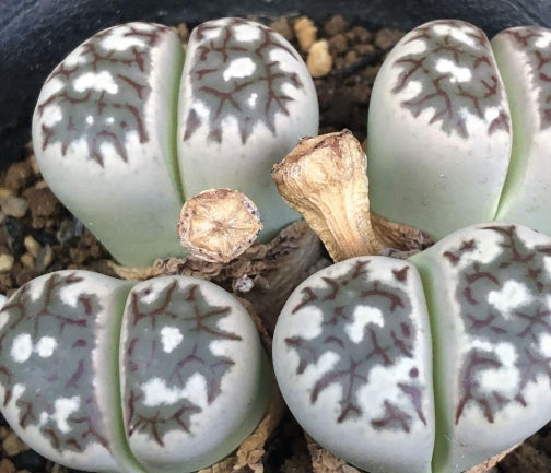 Lithops Rei-kougyoku 20 Seeds